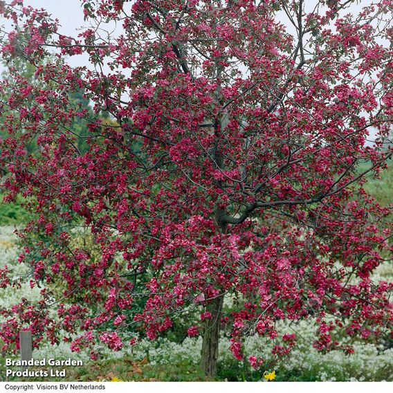 Crab Apple 'Rudolph' (Mature Tree)