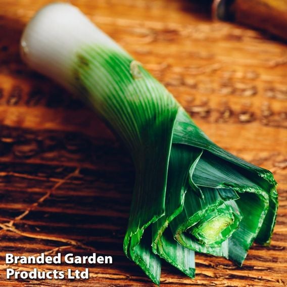 Leek 'Autumn Mammoth 2 - Snowstar' - Seeds