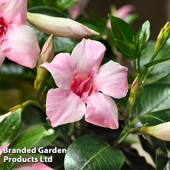 Mandervilla 'Sundaville Double Blush Pink'