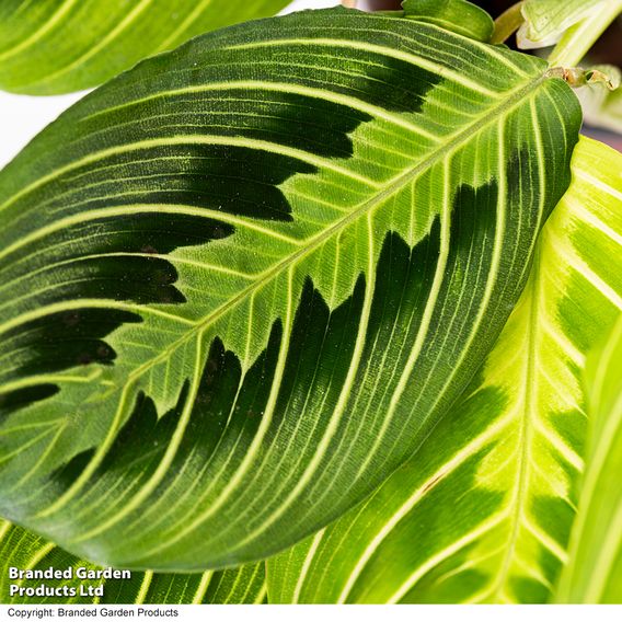 Maranta leuconeura var. erythroneura 'Lemon Lime'