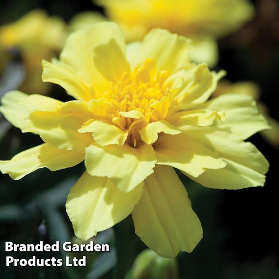 Marigold 'Alumia Vanilla Cream' (French) - Seeds