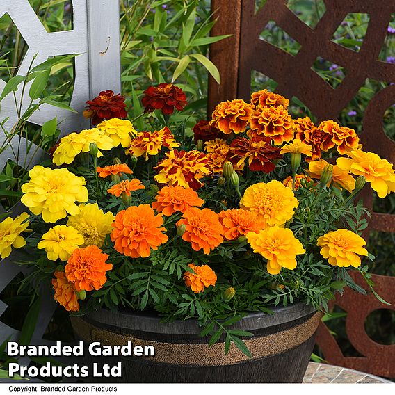 Marigold 'French Durango Improved'