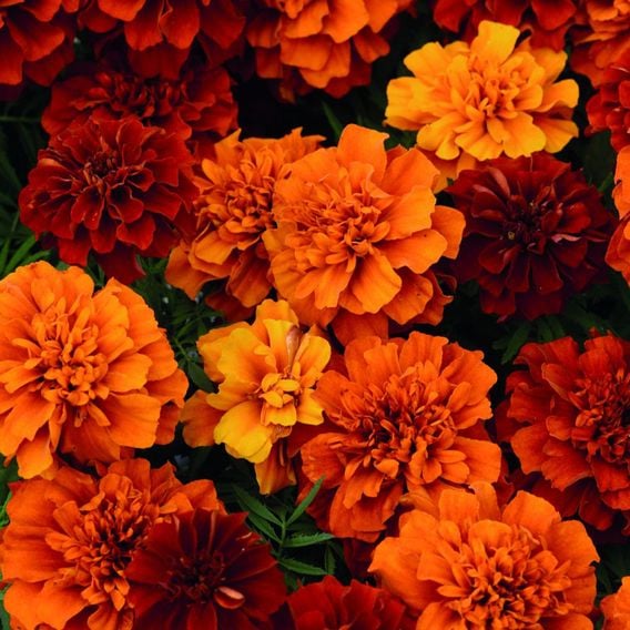 French Marigold 'Fireball' - Seeds
