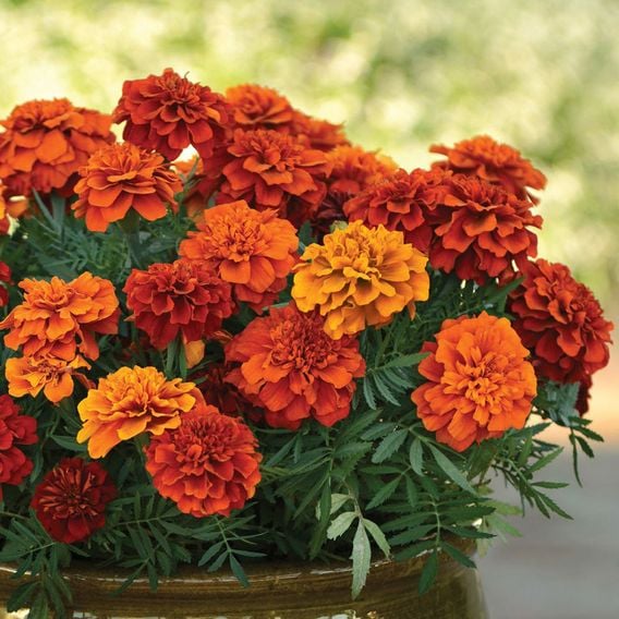 French Marigold 'Fireball' - Seeds
