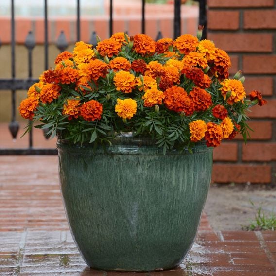 French Marigold 'Fireball' - Seeds