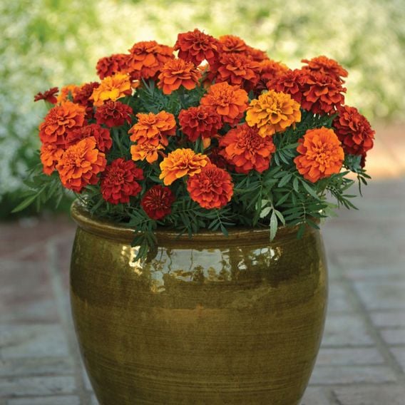 French Marigold 'Fireball' - Seeds