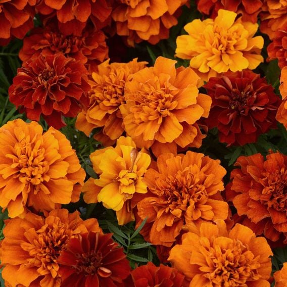 French Marigold 'Fireball' - Seeds