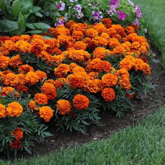 French Marigold 'Fireball' - Seeds