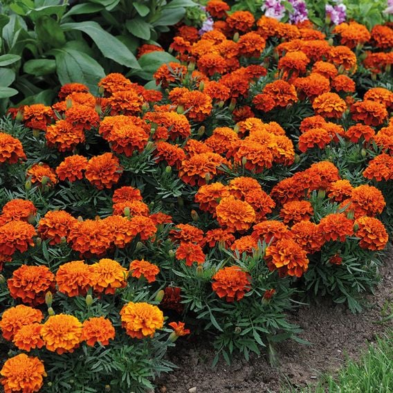 French Marigold 'Fireball' - Seeds