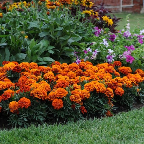 French Marigold 'Fireball' - Seeds