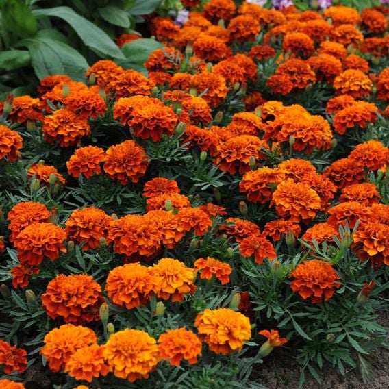 French Marigold 'Fireball' - Seeds