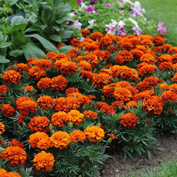 French Marigold 'Fireball' - Seeds