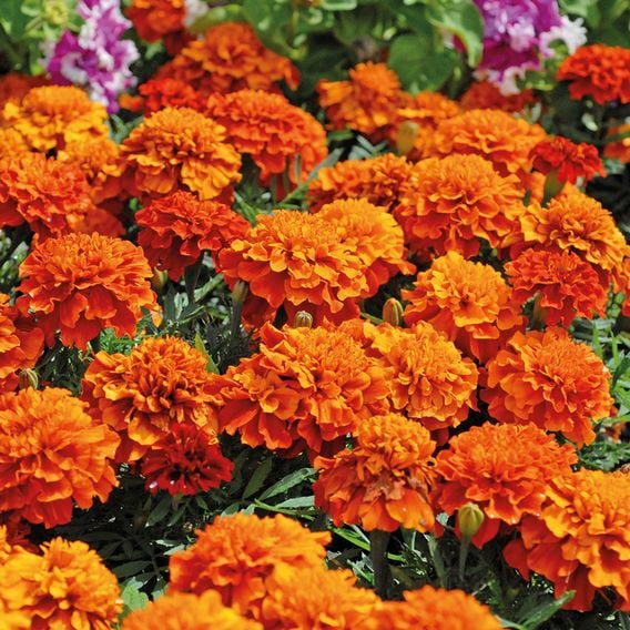 French Marigold 'Fireball' - Seeds
