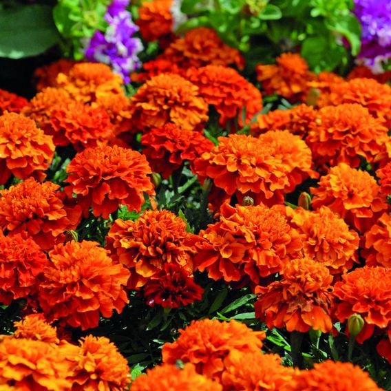 French Marigold 'Fireball' - Seeds