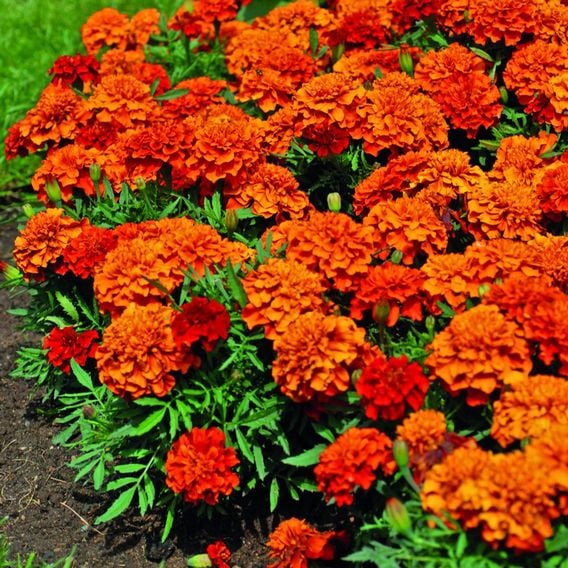 French Marigold 'Fireball' - Seeds