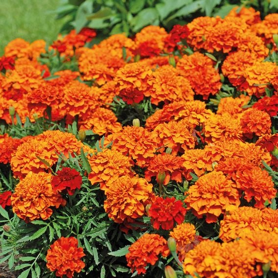 French Marigold 'Fireball' - Seeds