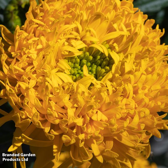 Marigold 'Glow Up Gold' - Seeds