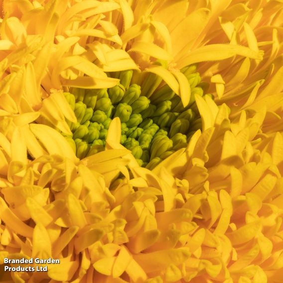 Marigold 'Glow Up Gold' - Seeds