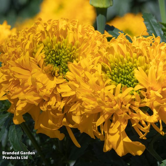 Marigold 'Glow Up Gold' - Seeds