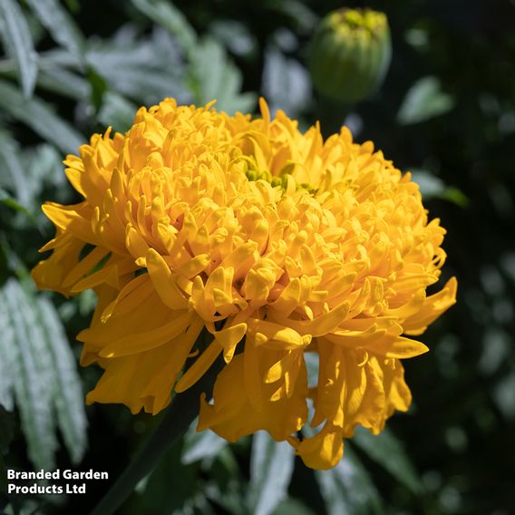 Marigold 'Glow Up Gold' - Seeds