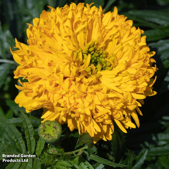 Marigold 'Glow Up Gold' - Seeds