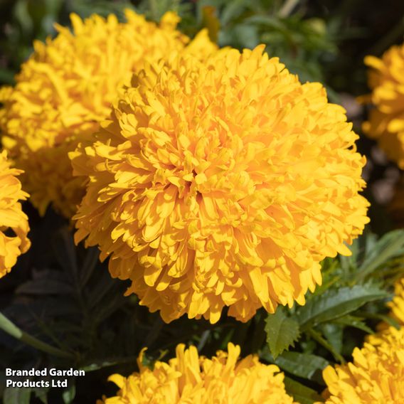 Marigold 'Glow Up Gold' - Seeds