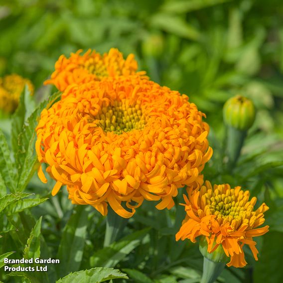 Marigold 'Glow Up Gold' - Seeds