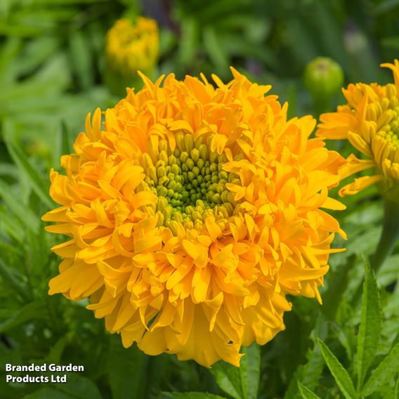 Marigold 'Glow Up Gold' - Seeds