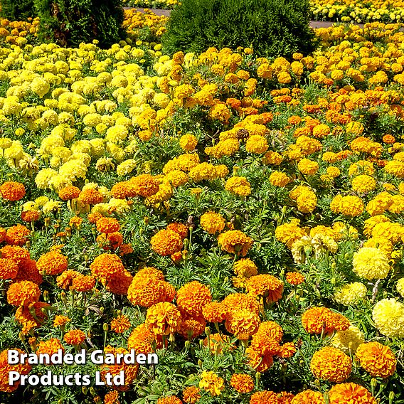 Marigold 'Marvel Mix'