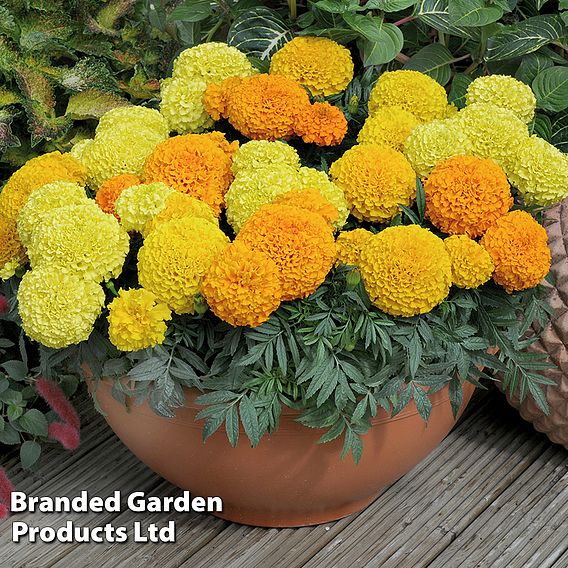 Marigold 'Marvel Mix'