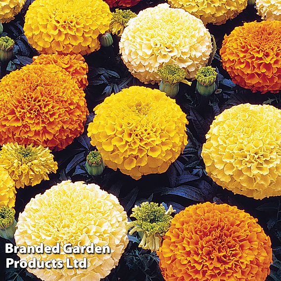 Marigold 'Marvel Mix'