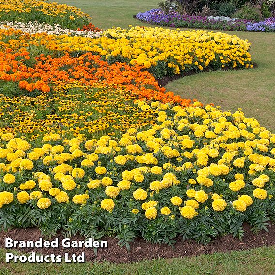 Marigold 'Marvel Mix'