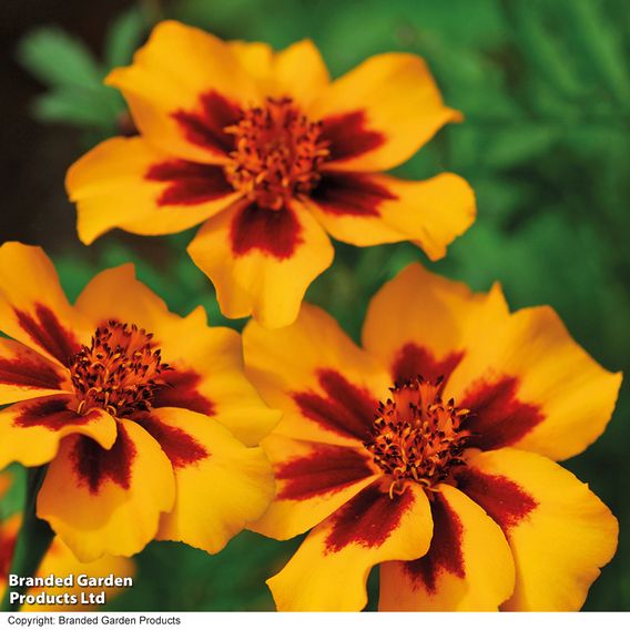Marigold 'Naughty Marietta' (Dwarf French) - Seeds