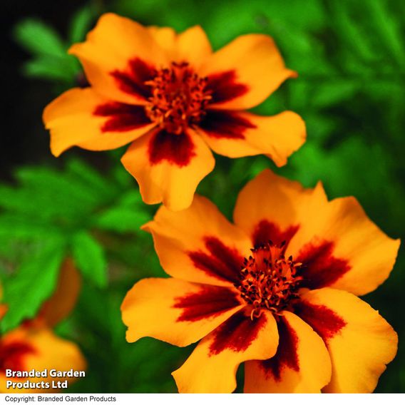 Marigold 'Naughty Marietta' (Dwarf French) - Seeds