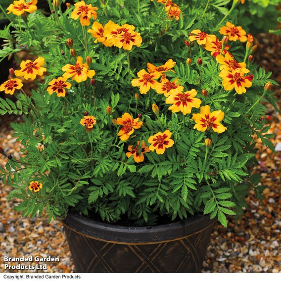 Marigold 'Naughty Marietta' (Dwarf French) - Seeds