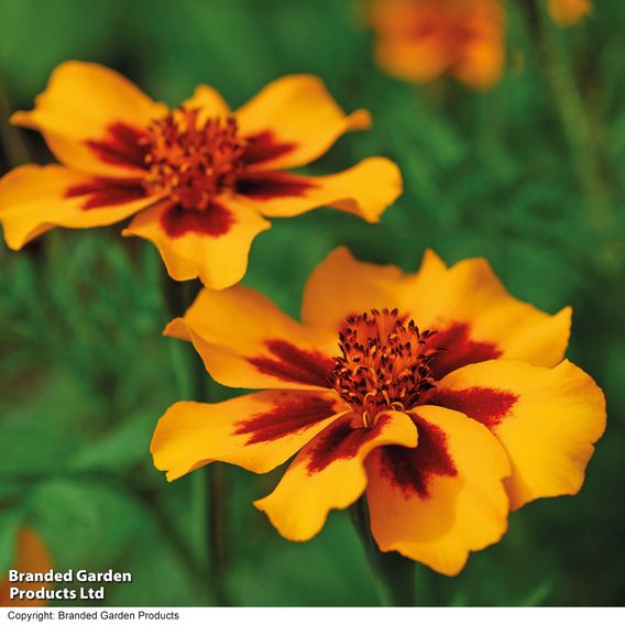 Marigold 'Naughty Marietta' (Dwarf French) - Seeds