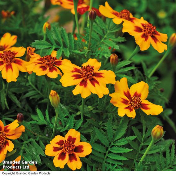 Marigold 'Naughty Marietta' (Dwarf French) - Seeds