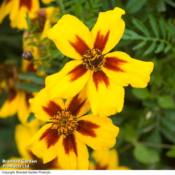 Marigold 'Naughty Marietta' (Dwarf French) - Seeds