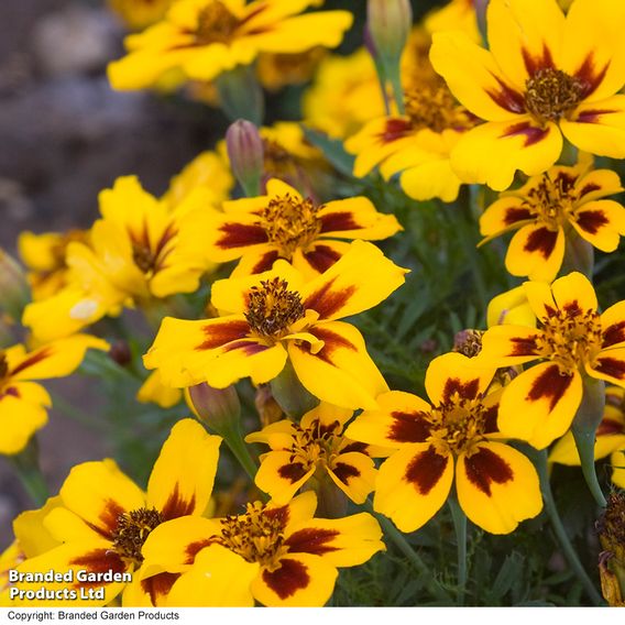 Marigold 'Naughty Marietta' (Dwarf French) - Seeds