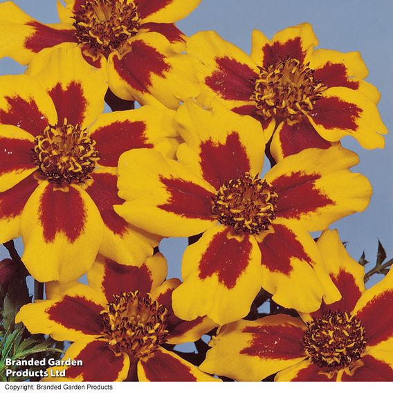Marigold 'Naughty Marietta' (Dwarf French) - Seeds