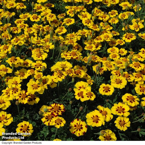 Marigold 'Naughty Marietta' (Dwarf French) - Seeds