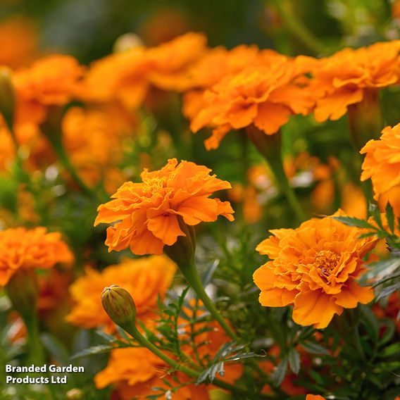 French Marigold 'Orange Winner' - Seeds