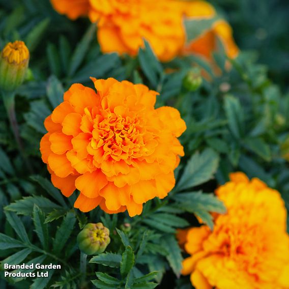 French Marigold 'Orange Winner' - Seeds