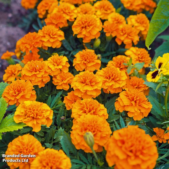 French Marigold 'Orange Winner' - Seeds
