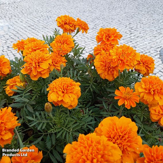 French Marigold 'Orange Winner' - Seeds