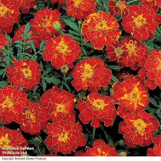 Marigold 'Spanish Brocade' (French) - Seeds