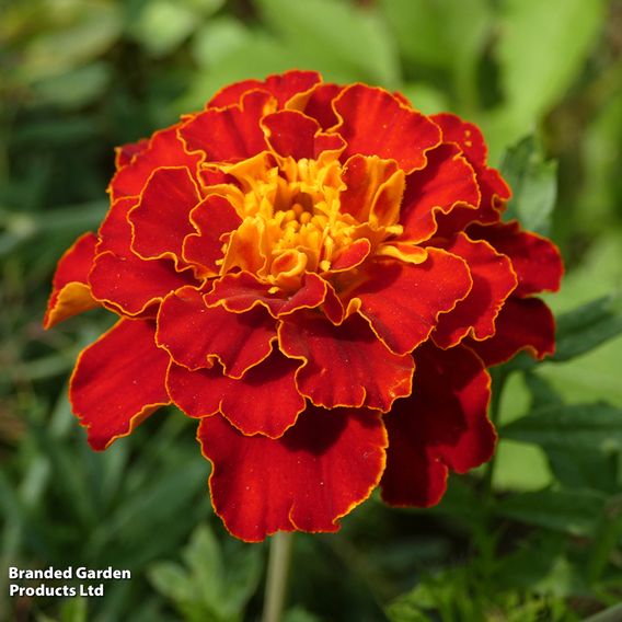 Marigold 'Spanish Brocade' (French) - Seeds