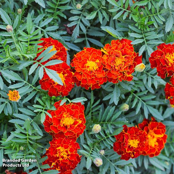 Marigold 'Spanish Brocade' (French) - Seeds
