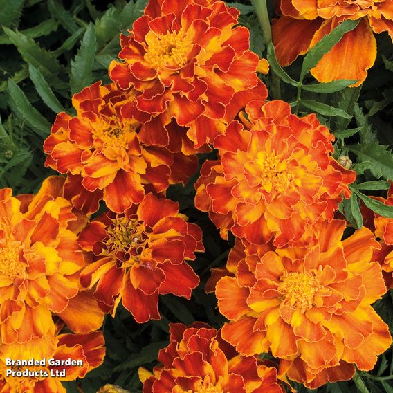 Marigold 'Spanish Brocade' (French) - Seeds