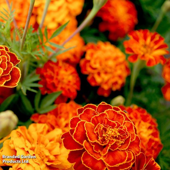 Marigold 'Spanish Brocade' (French) - Seeds